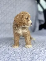 Lady , a female Cockapoo for sale in Elkton, KY – 3 of 8