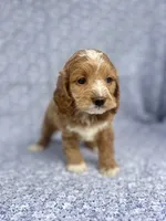 Dolly , a female Cockapoo for sale in Elkton, KY – 7 of 8