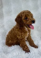 Grady , a male Poodle - Miniature  for sale in Elkton, KY – 2 of 8