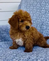Finn , a male Bichpoo for sale in Elkton, KY – 6 of 7