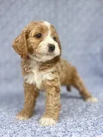 Lady , a female Cockapoo for sale in Elkton, KY – 7 of 8