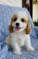 Katie , a female Bichon Frise and Cavapoo for sale in Elkton, KY – 7 of 8