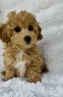 Carter , a male Bichpoo for sale in Elkton, KY – Photo 5 of 10