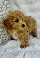 Carter , a male Bichpoo for sale in Elkton, KY – Photo 8 of 10