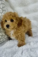 Carter , a male Bichpoo for sale in Elkton, KY – Photo 9 of 10