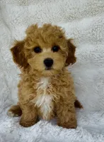 Carter , a male Bichpoo for sale in Elkton, KY – Photo 4 of 10