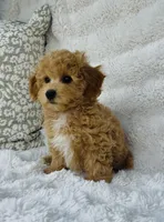 Carter , a male Bichpoo for sale in Elkton, KY – Photo 6 of 10