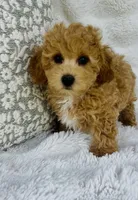 Carter , a male Bichpoo for sale in Elkton, KY – Photo 7 of 10