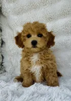 Carter , a male Bichpoo for sale in Elkton, KY – Photo 3 of 10