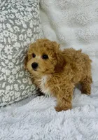 Carter , a male Bichpoo for sale in Elkton, KY – Photo 10 of 10