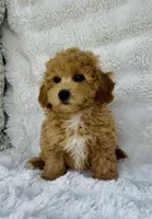 Carter , a male Bichpoo for sale in Elkton, KY – Photo 2 of 10