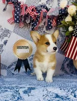 Athena , a female Pembroke Welsh Corgi for sale in Elkton, KY – 4 of 10