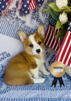 Athena , a female Pembroke Welsh Corgi for sale in Elkton, KY – 7 of 10