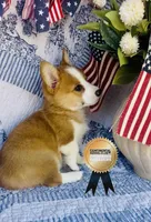 Athena , a female Pembroke Welsh Corgi for sale in Elkton, KY – 9 of 10
