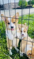 Athena , a female Pembroke Welsh Corgi for sale in Elkton, KY – 10 of 10