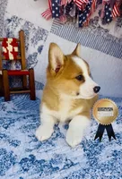 Athena , a female Pembroke Welsh Corgi for sale in Elkton, KY – 5 of 10