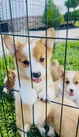 Athena , a female Pembroke Welsh Corgi for sale in Elkton, KY – 8 of 10