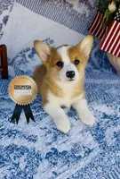 Athena , a female Pembroke Welsh Corgi for sale in Elkton, KY – 2 of 10