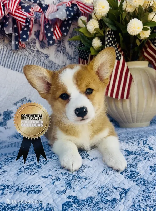 Athena  – Pembroke Welsh Corgi puppy for sale in Elkton, KY