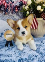 Athena , a female Pembroke Welsh Corgi for sale in Elkton, KY – 1 of 10