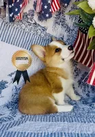 Athena , a female Pembroke Welsh Corgi for sale in Elkton, KY – 6 of 10