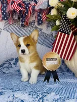 Athena , a female Pembroke Welsh Corgi for sale in Elkton, KY – 3 of 10