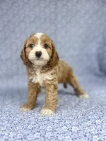 Lady , a female Cockapoo for sale in Elkton, KY – 2 of 8