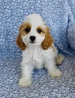 Katie , a female Bichon Frise and Cavapoo for sale in Elkton, KY – 5 of 8