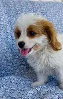 Henry , a male Bichon Frise and Cavapoo for sale in Elkton, KY – 2 of 6