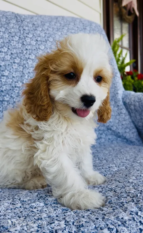 Katie  – Bichon Frise, Cavapoo puppy for sale in Elkton, KY