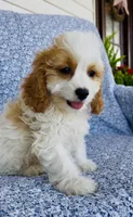 Katie , a female Bichon Frise and Cavapoo for sale in Elkton, KY – 1 of 8