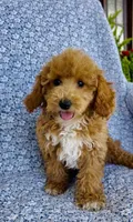 Ellie , a female Bichpoo for sale in Elkton, KY – 5 of 8