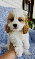 Katie , a female Bichon Frise and Cavapoo for sale in Elkton, KY – 6 of 8