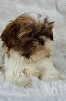 Annabella , a female Shih Tzu for sale in Elkton, KY – Photo 7 of 8