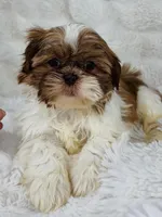 Annabella , a female Shih Tzu for sale in Elkton, KY – Photo 6 of 8