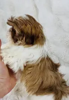 Annabella , a female Shih Tzu for sale in Elkton, KY – Photo 4 of 8