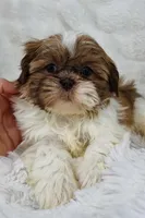 Annabella , a female Shih Tzu for sale in Elkton, KY – Photo 3 of 8