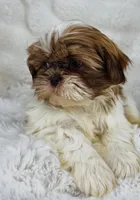Annabella , a female Shih Tzu for sale in Elkton, KY – Photo 5 of 8