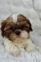 Annabella , a female Shih Tzu for sale in Elkton, KY – Photo 2 of 8