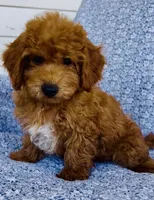 Finn , a male Bichpoo for sale in Elkton, KY – 2 of 7