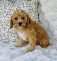 Collin , a male Cavapoo for sale in Elkton, KY – Photo 4 of 10