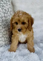 Collin , a male Cavapoo for sale in Elkton, KY – Photo 3 of 10
