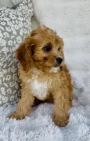 Collin , a male Cavapoo for sale in Elkton, KY – Photo 9 of 10