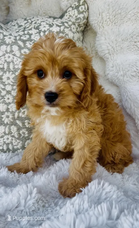 Collin  – Cavapoo puppy for sale in Elkton, KY