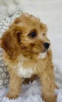 Collin , a male Cavapoo for sale in Elkton, KY – Photo 5 of 10