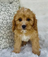 Collin , a male Cavapoo for sale in Elkton, KY – Photo 8 of 10