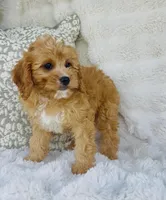 Collin , a male Cavapoo for sale in Elkton, KY – Photo 7 of 10