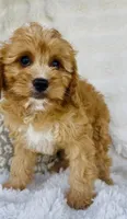 Collin , a male Cavapoo for sale in Elkton, KY – Photo 2 of 10