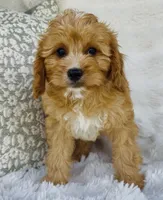 Collin , a male Cavapoo for sale in Elkton, KY – Photo 10 of 10