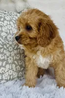 Collin , a male Cavapoo for sale in Elkton, KY – Photo 6 of 10